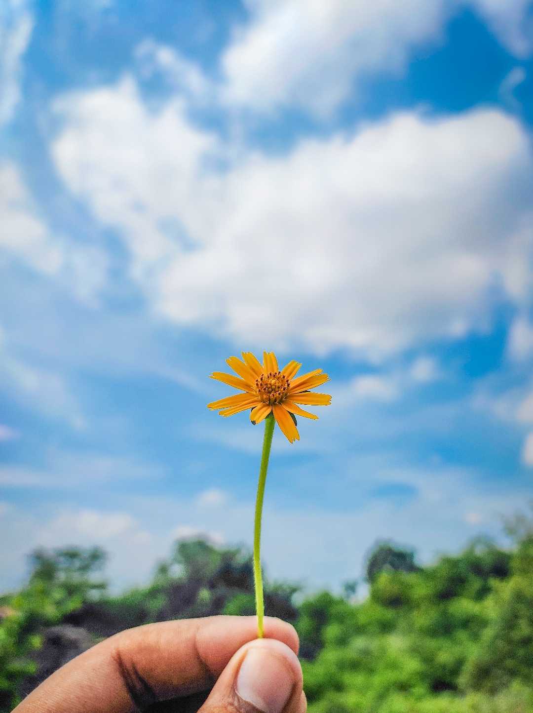Flower touch the sky ☁