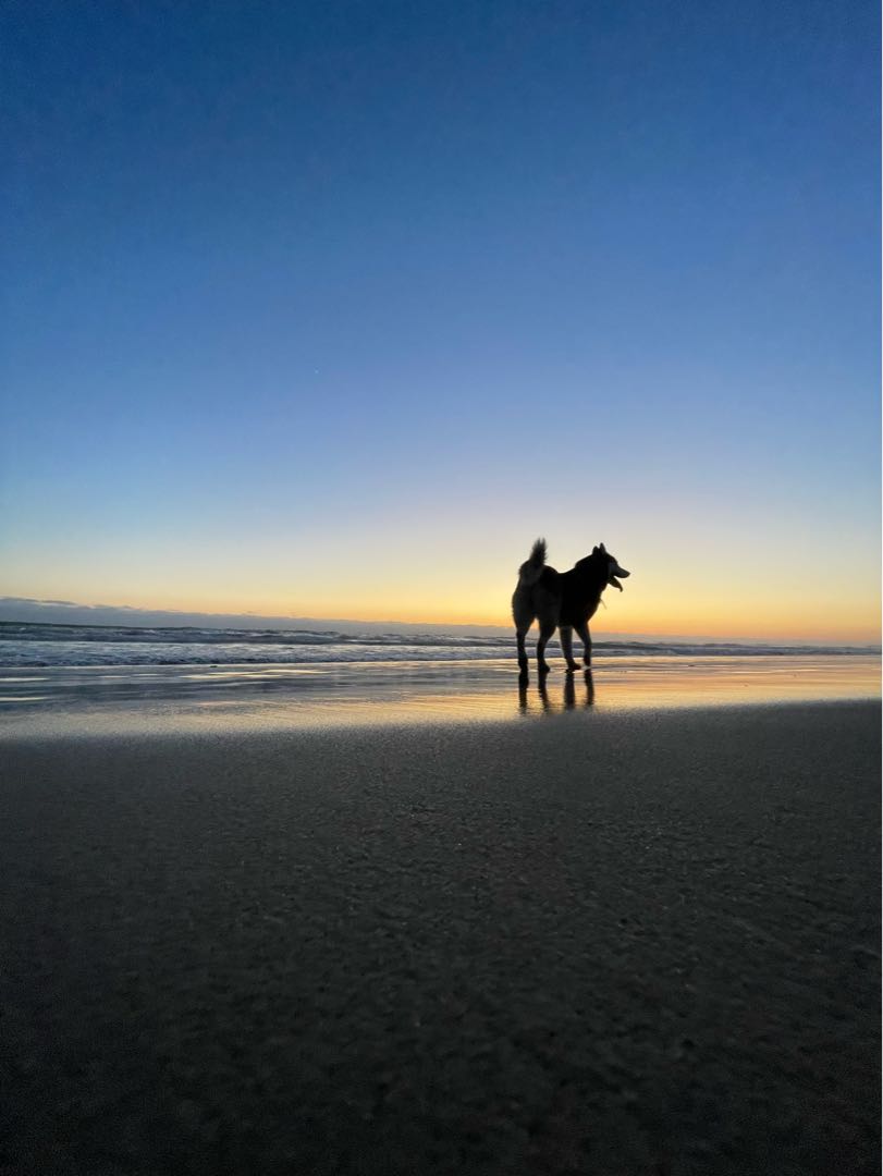 husky + playa 