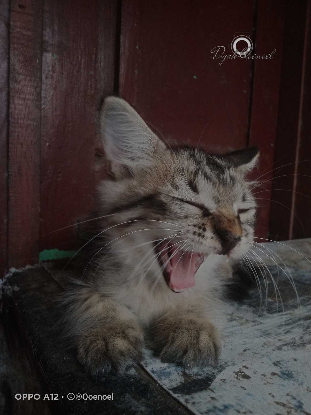 The Kitten