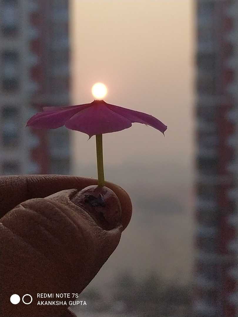 sun with pink flower 🌺🌞