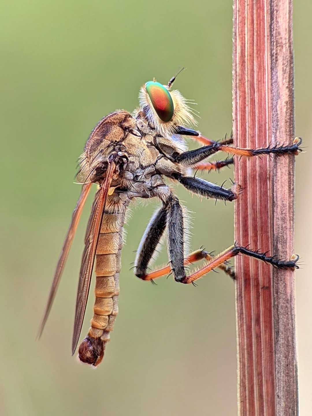 Asilidae 🐝