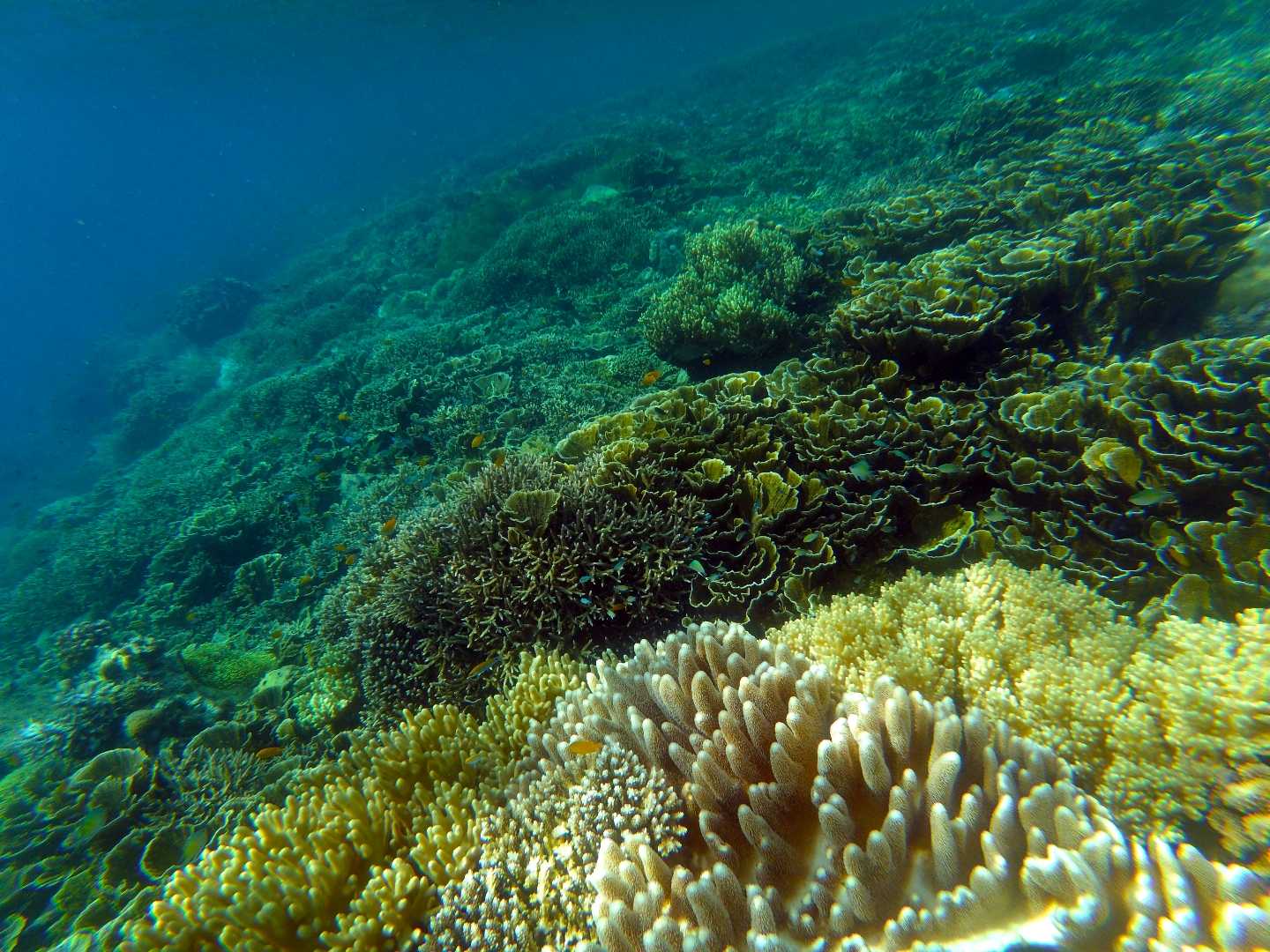 Keindahan dalam laut di pulau Derawan