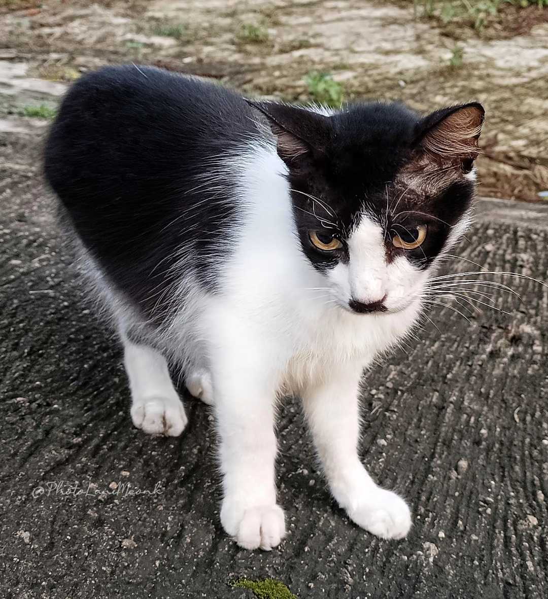 Domestic Cat 