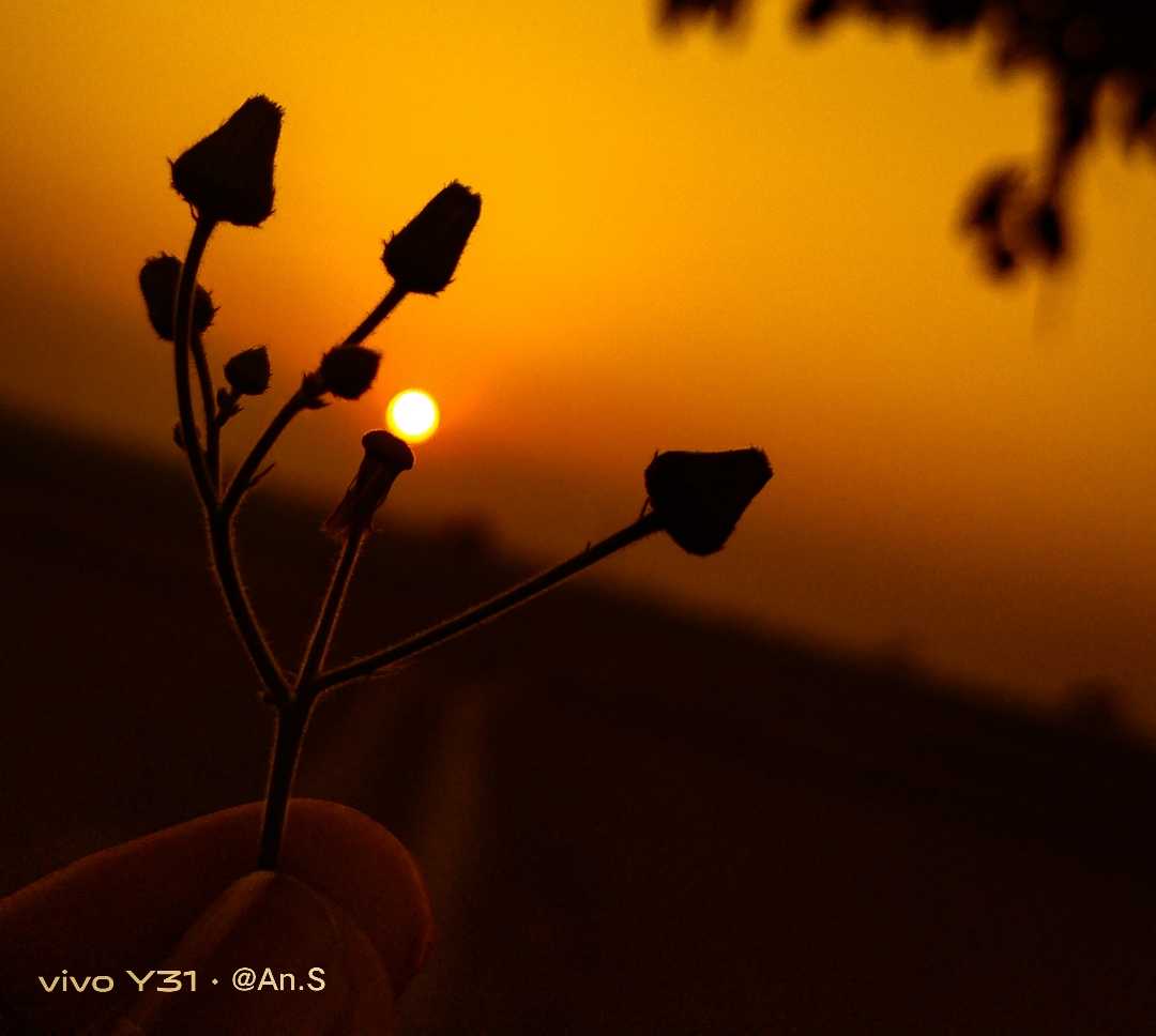 Sunset ✨