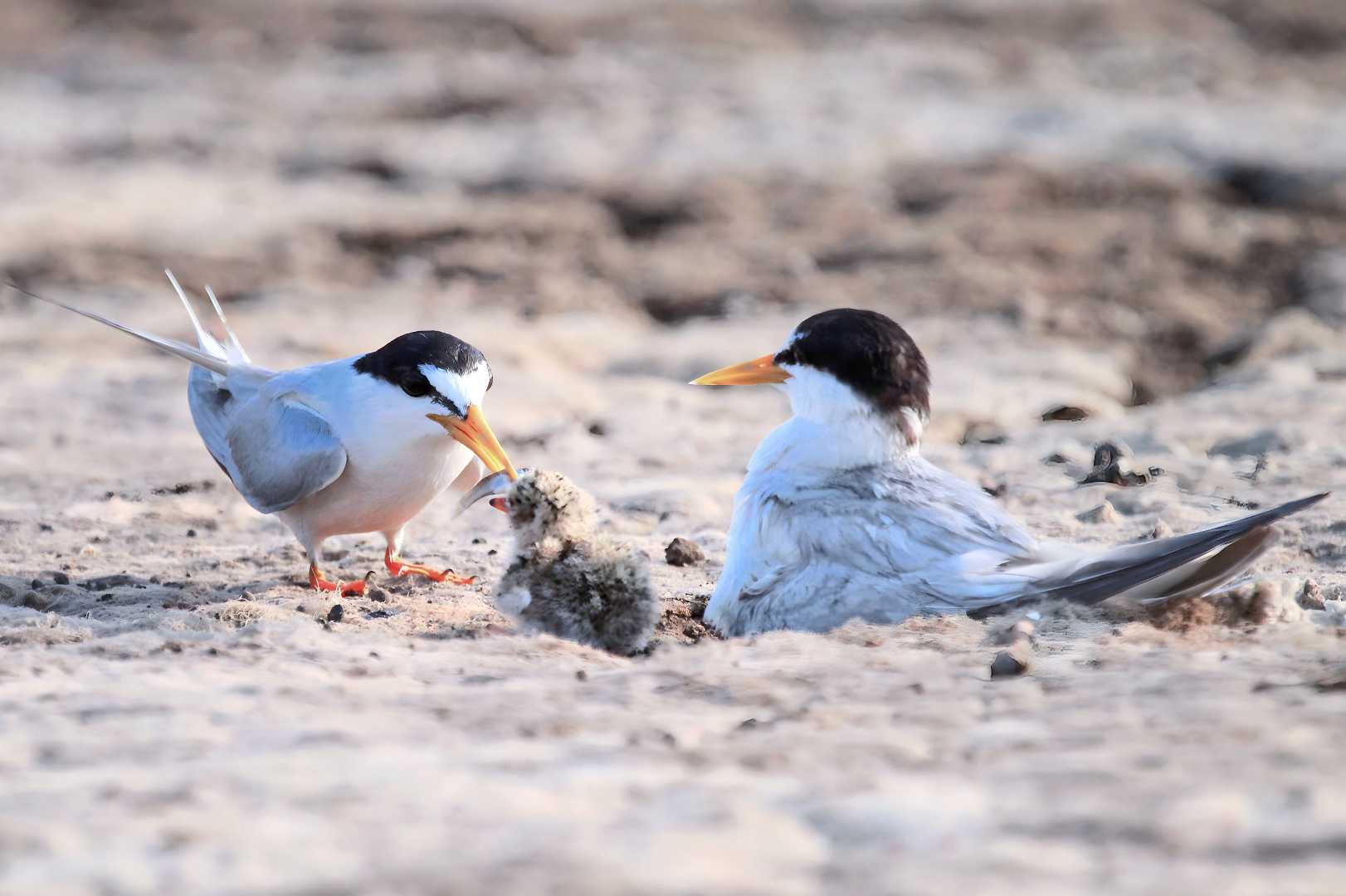 Burung Dara laut jambul