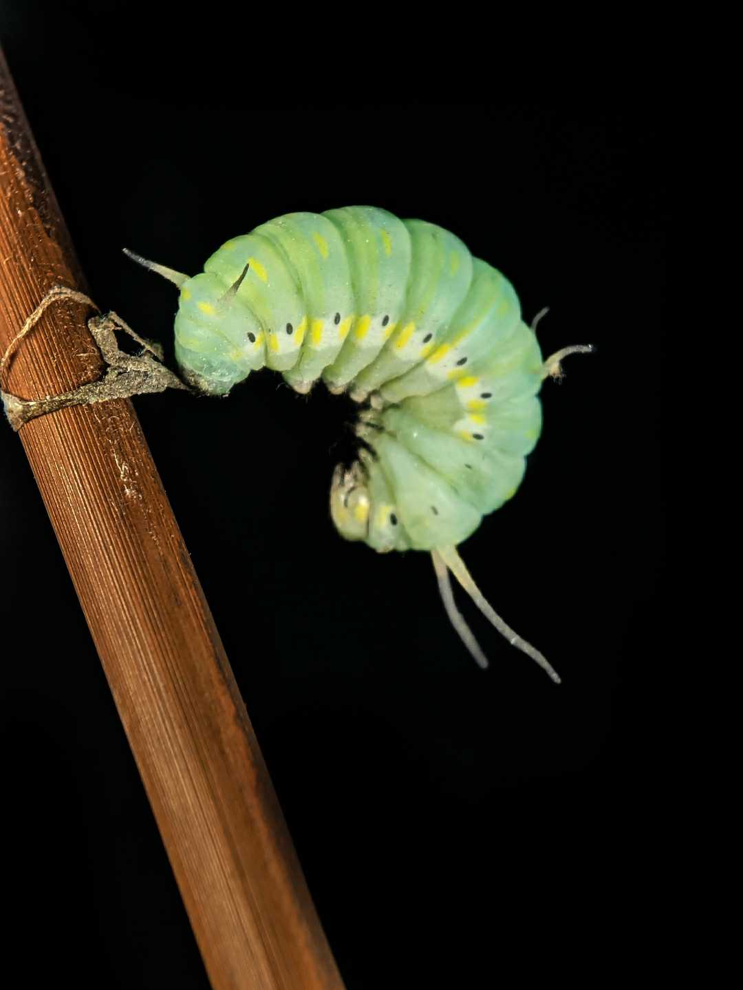 caterpillar