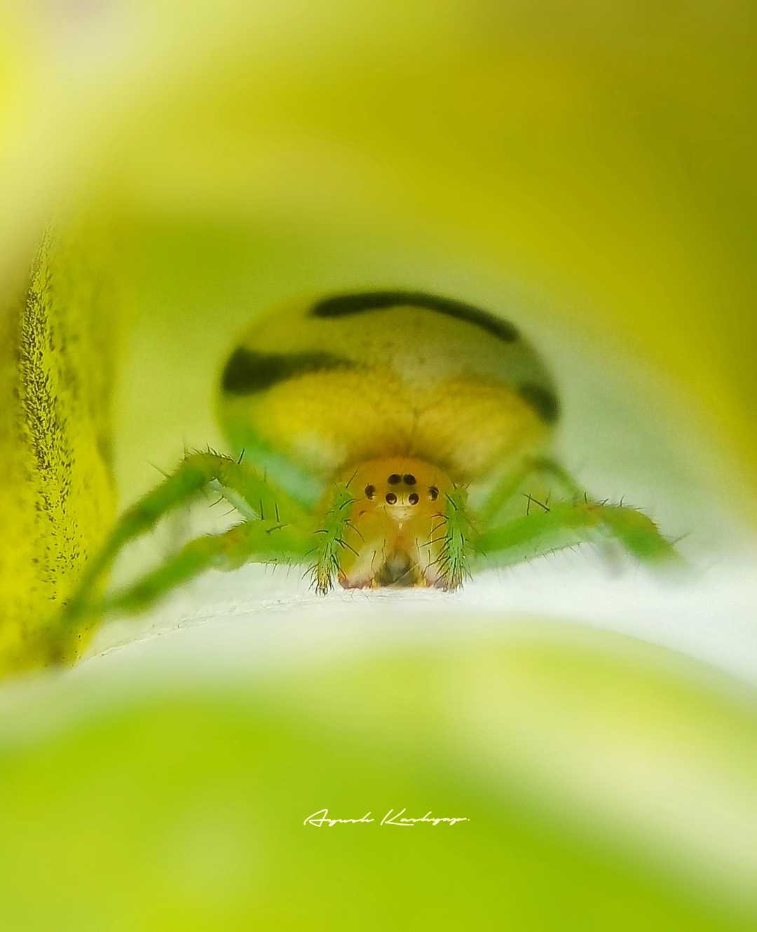 A kidney garden spider 🕷️