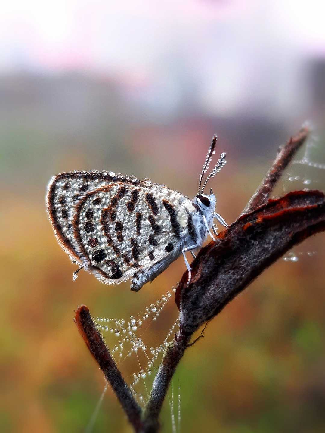 Butterfly.