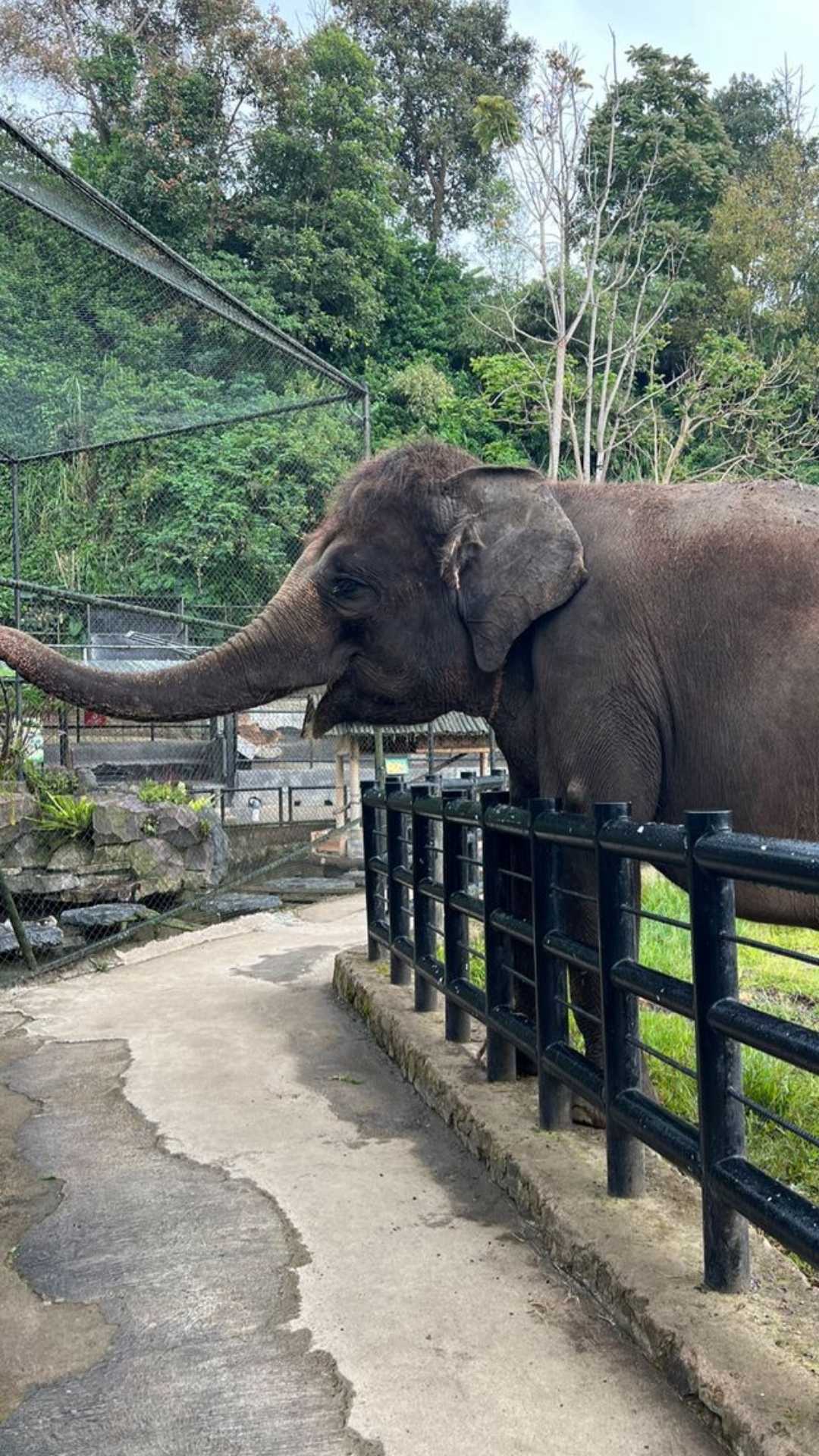 Gajah
