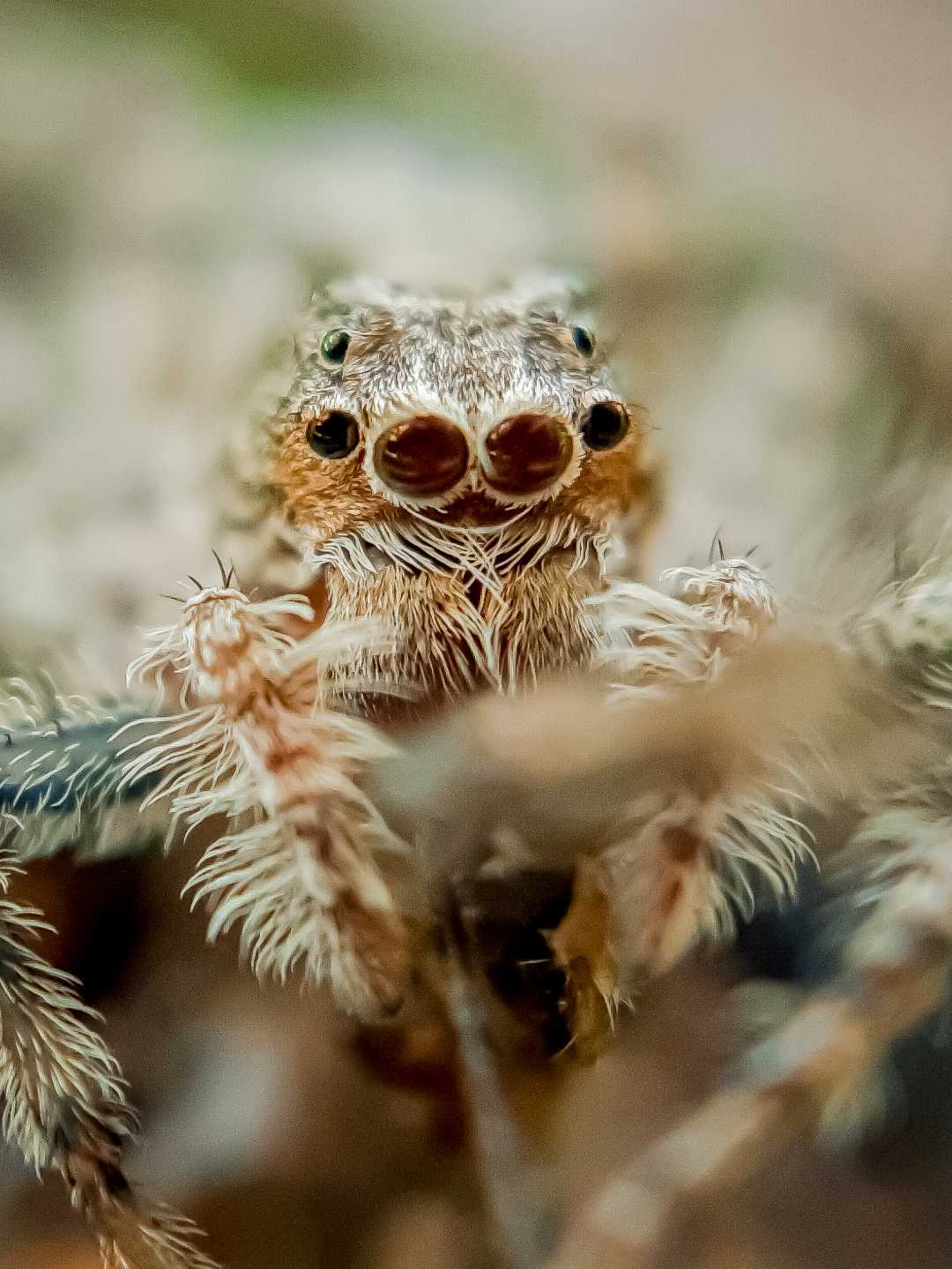 phaeacius Malayensis Spider.