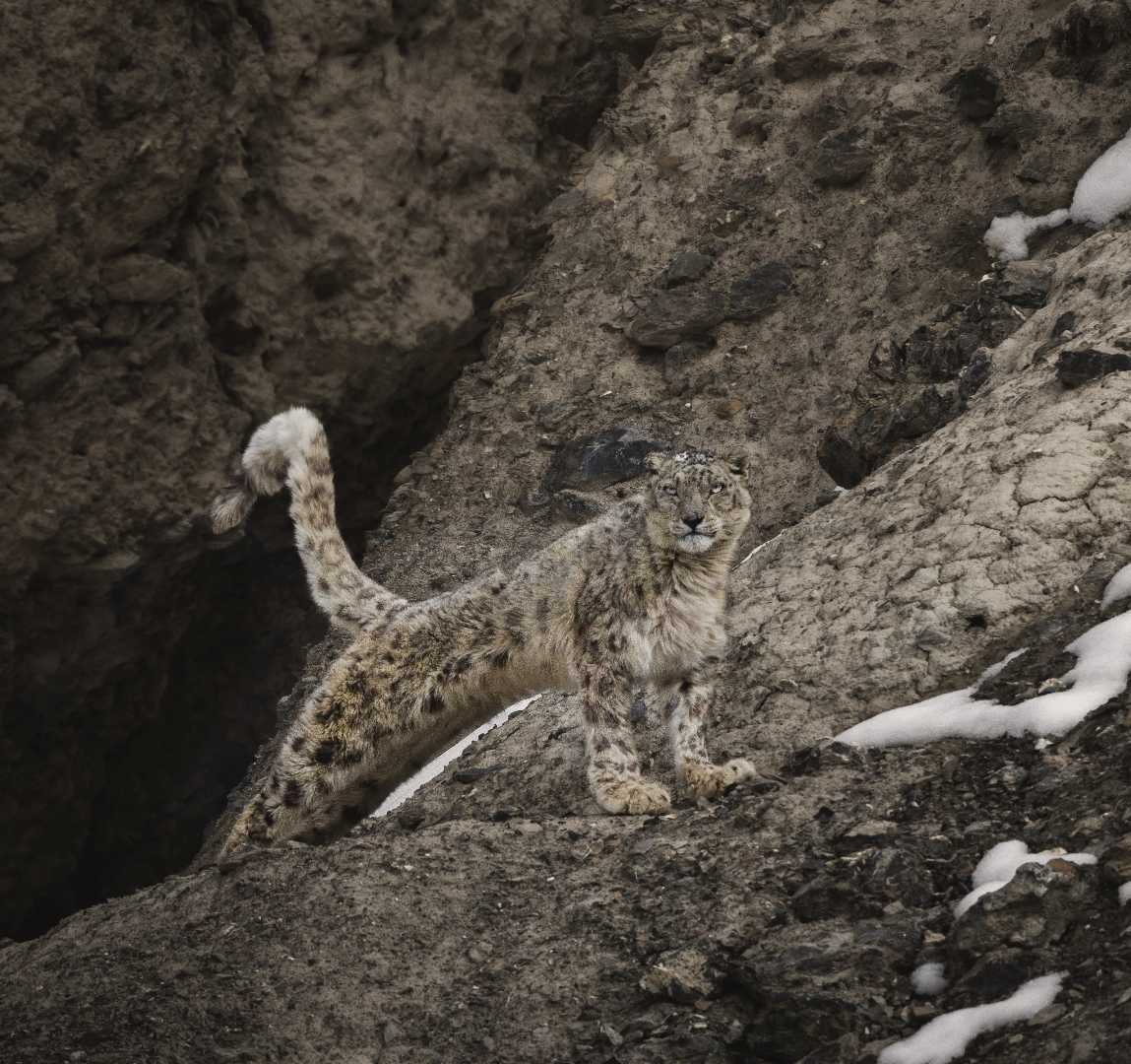 The MASTER of CAMOFLAUGE 