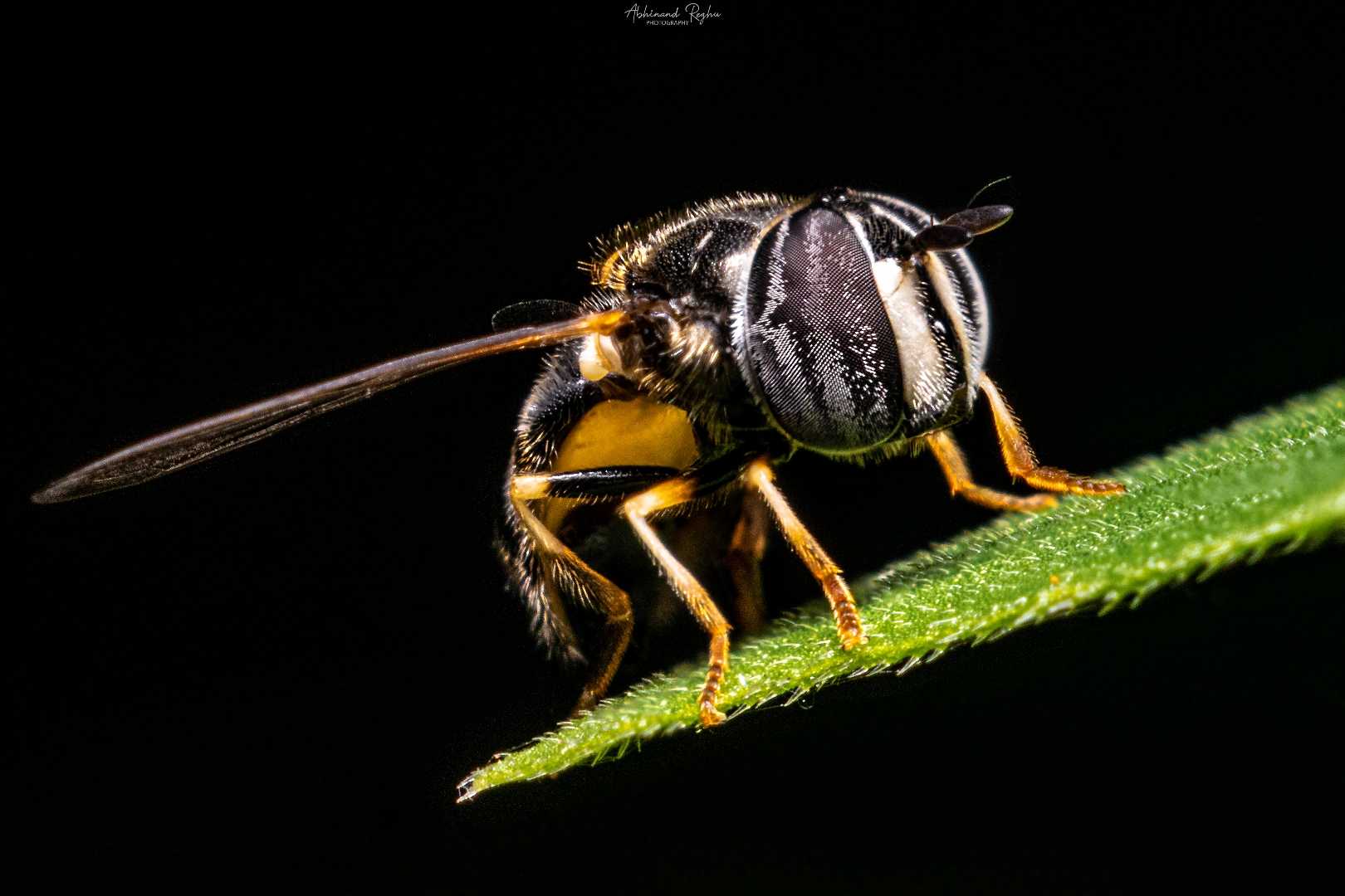 Hoverfly 