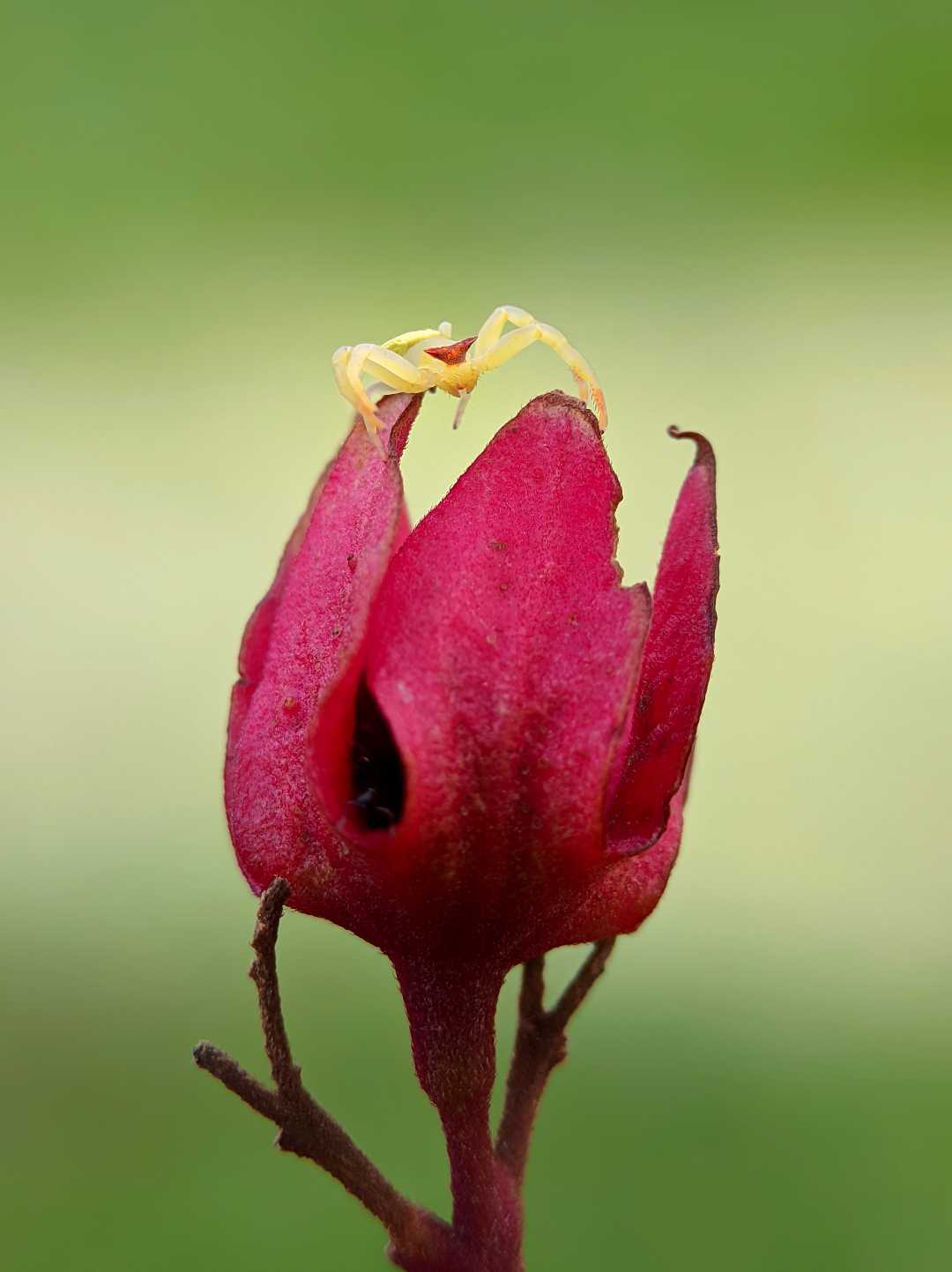 Colours of Wild 