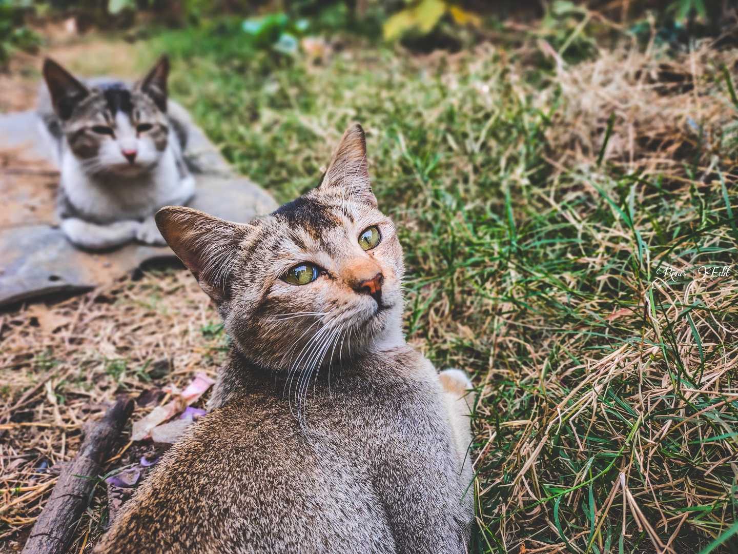 "This cat is always ready for a good play session."