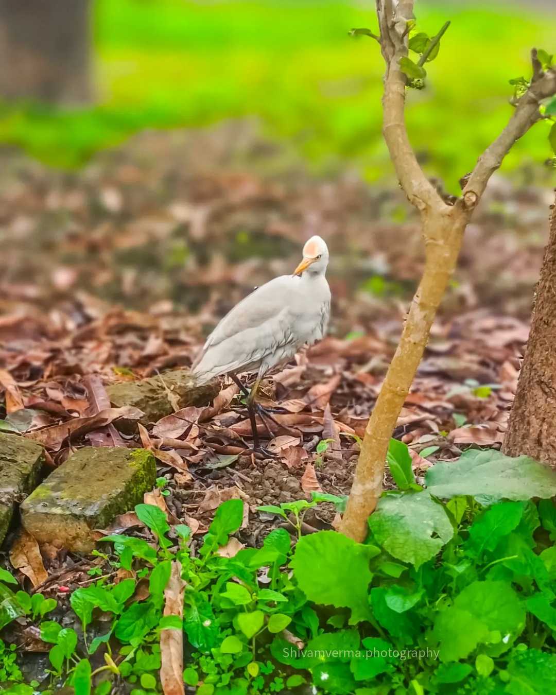 Cattle egret 