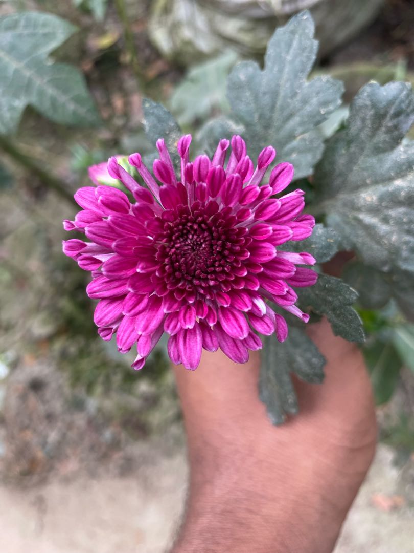 Chandramallica