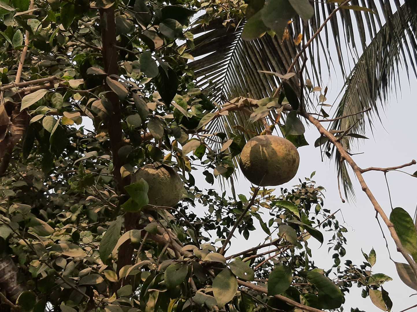 Have you ever ate wood apples?