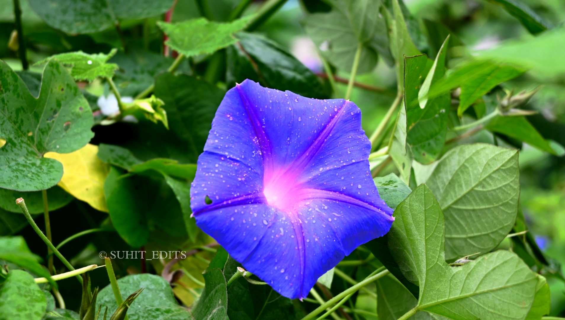 Morning Glory Flower