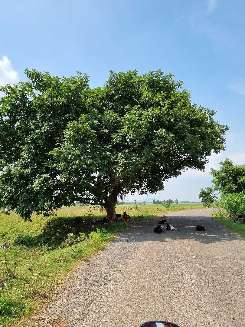 the man who plant a tree , plant a hope 🙏🏻