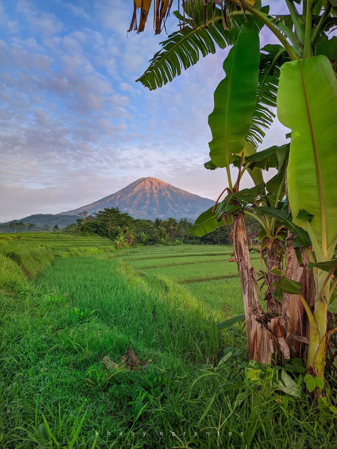    Persawahan