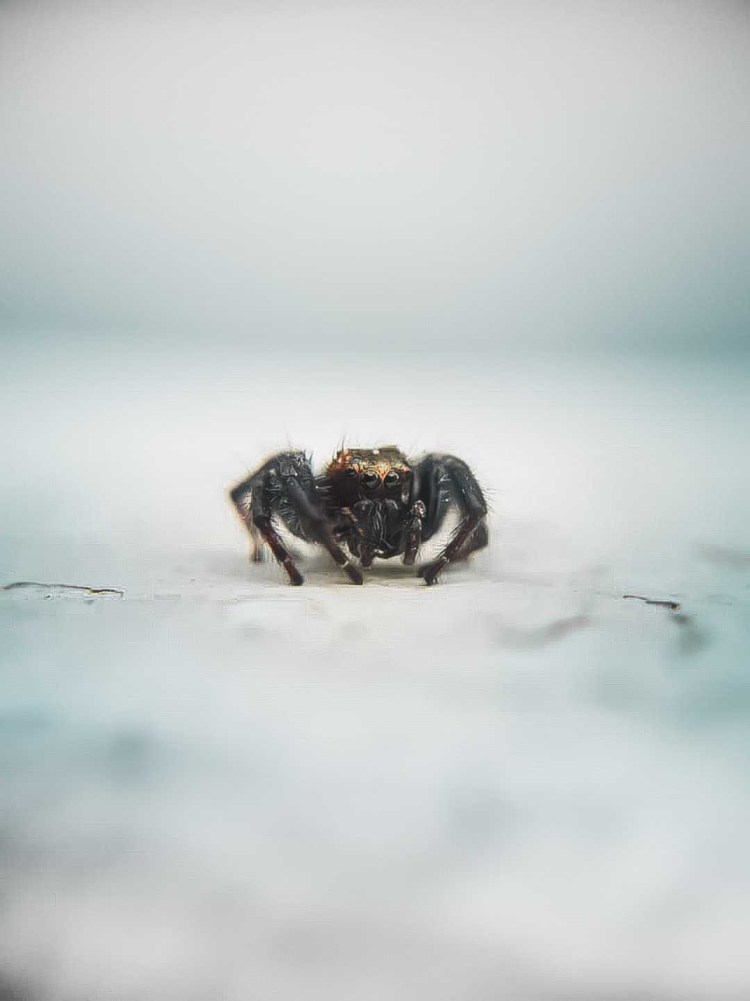 tiny creatures.