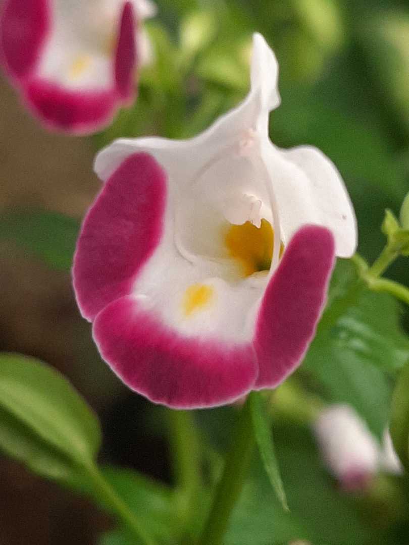 Wishbone Flower Plant

