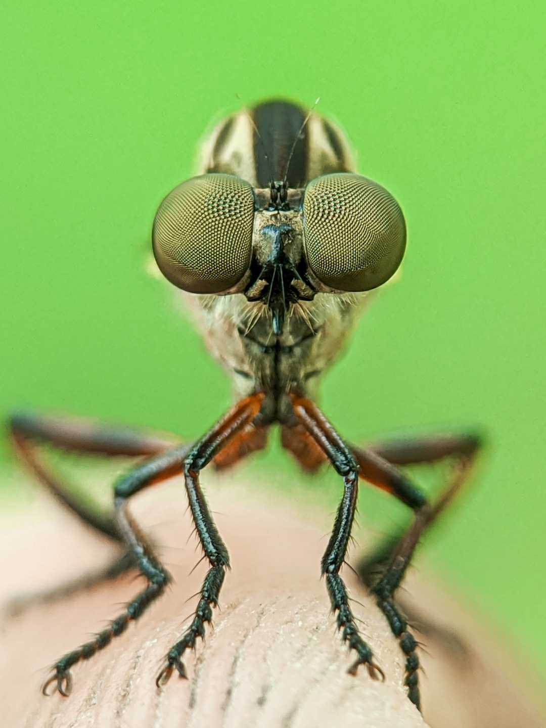 Macro Extreme ( RF byson )