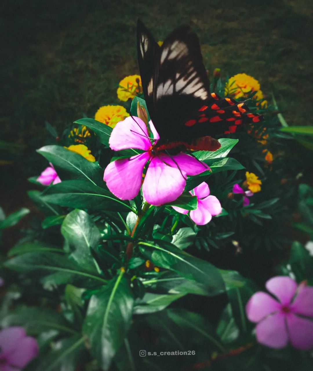 butterfly 