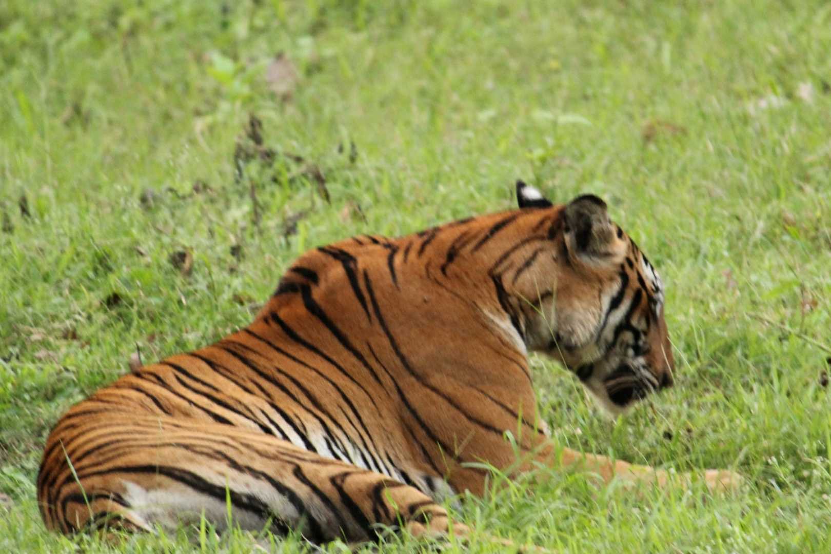 Tigress from Nagarhole 