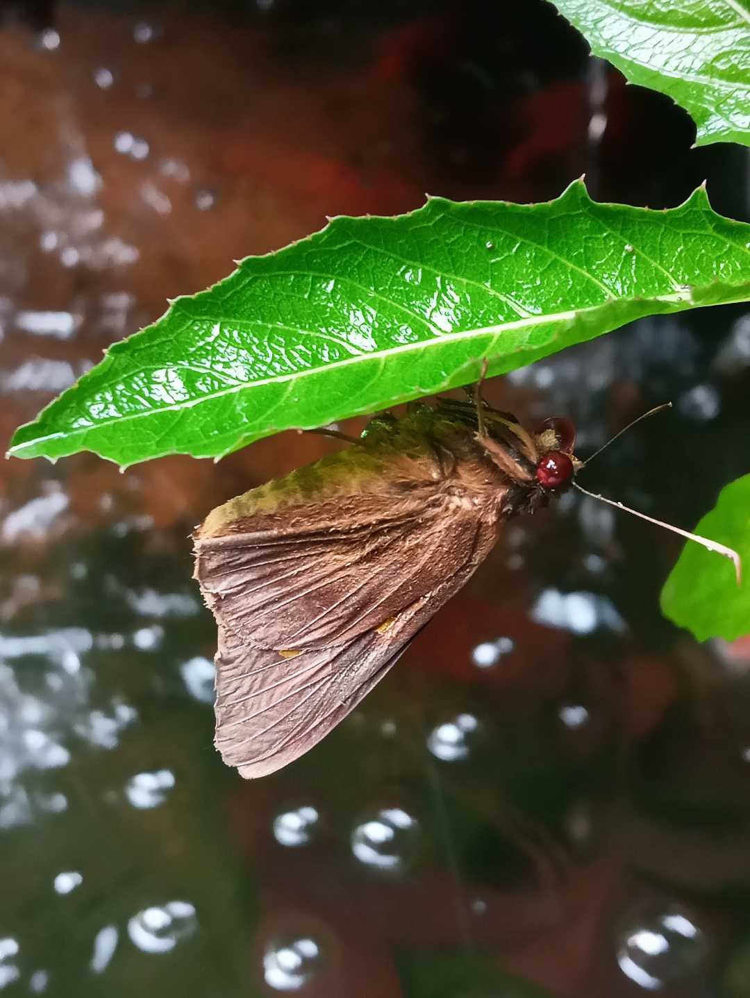 kupu-kupu mata merah