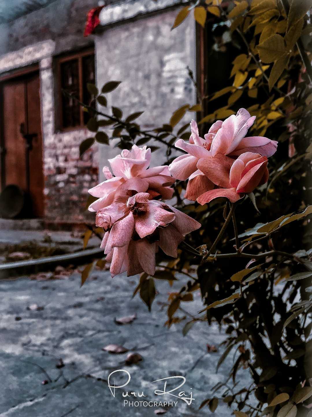Pink Rose 