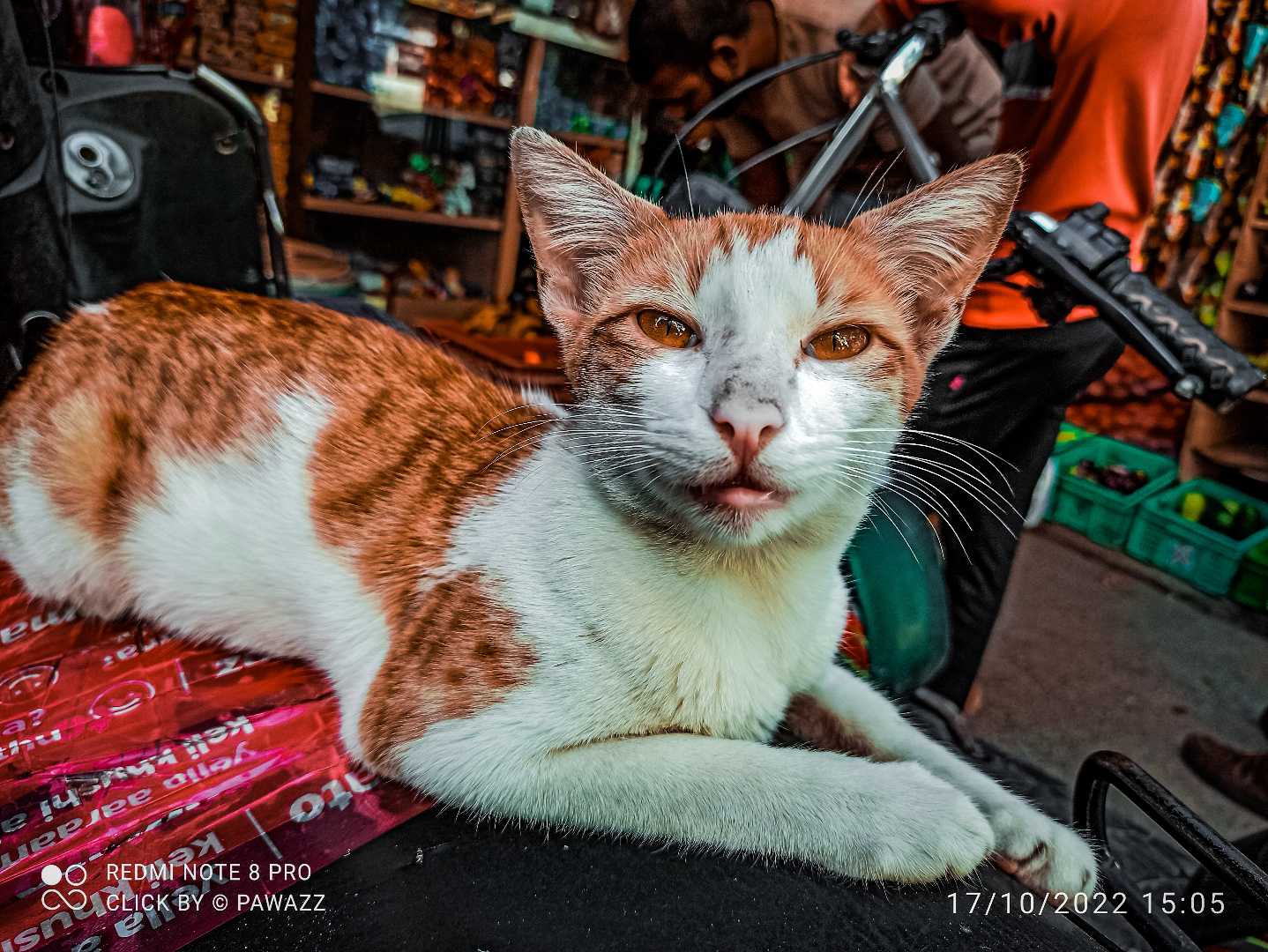 cat 🐱🐱🐱
