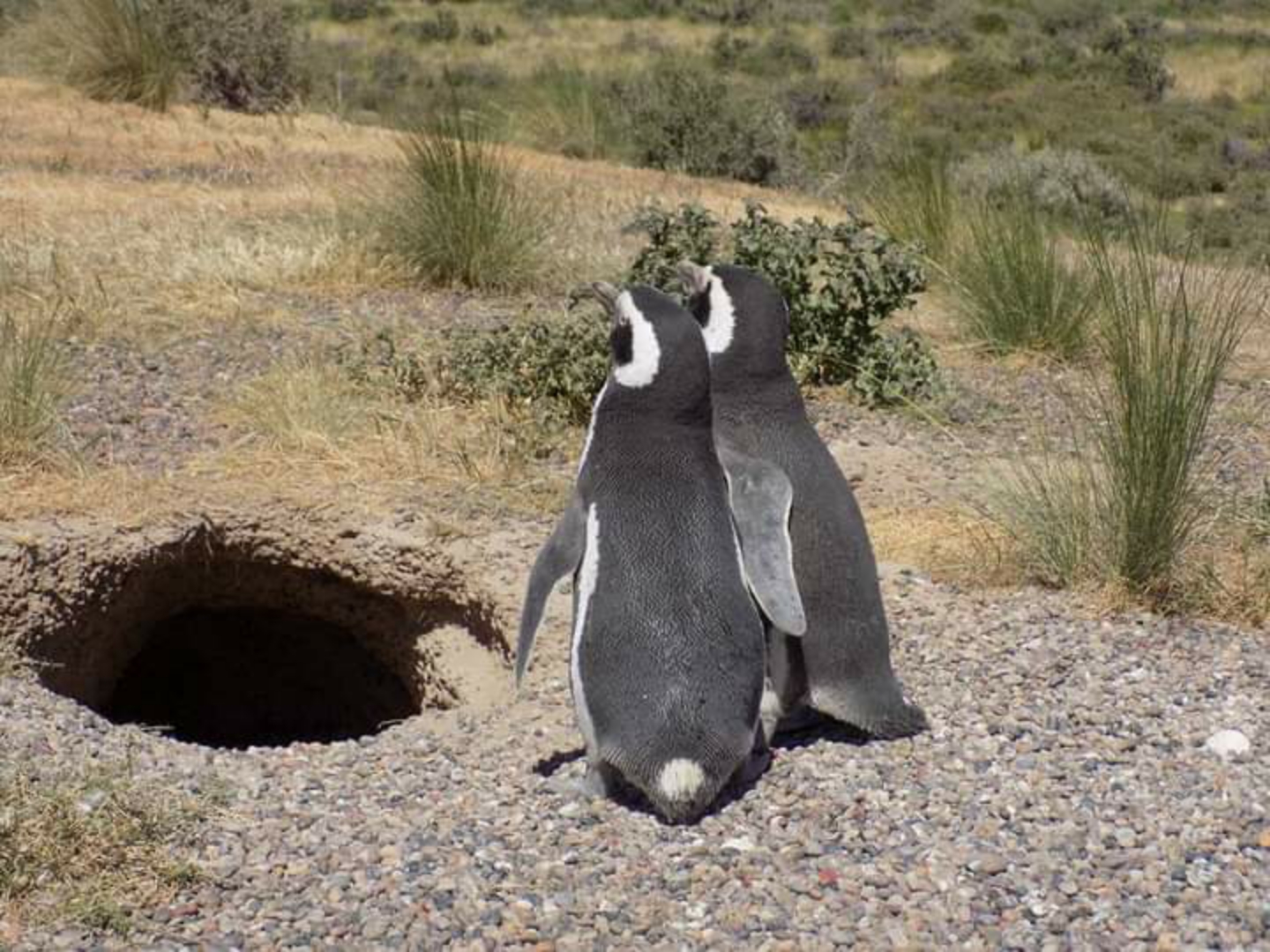 Punta Tombo