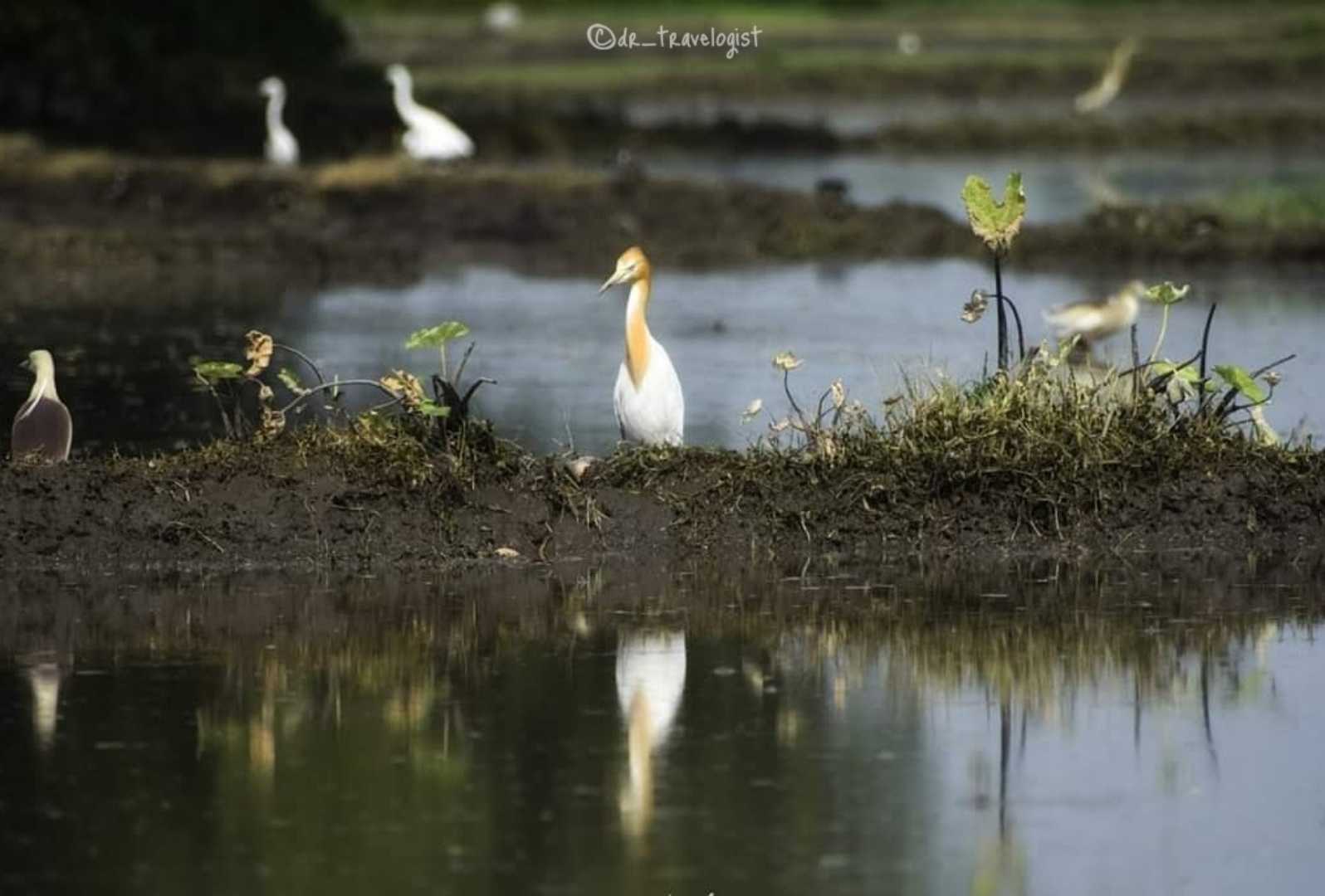 Intermediate egret.
