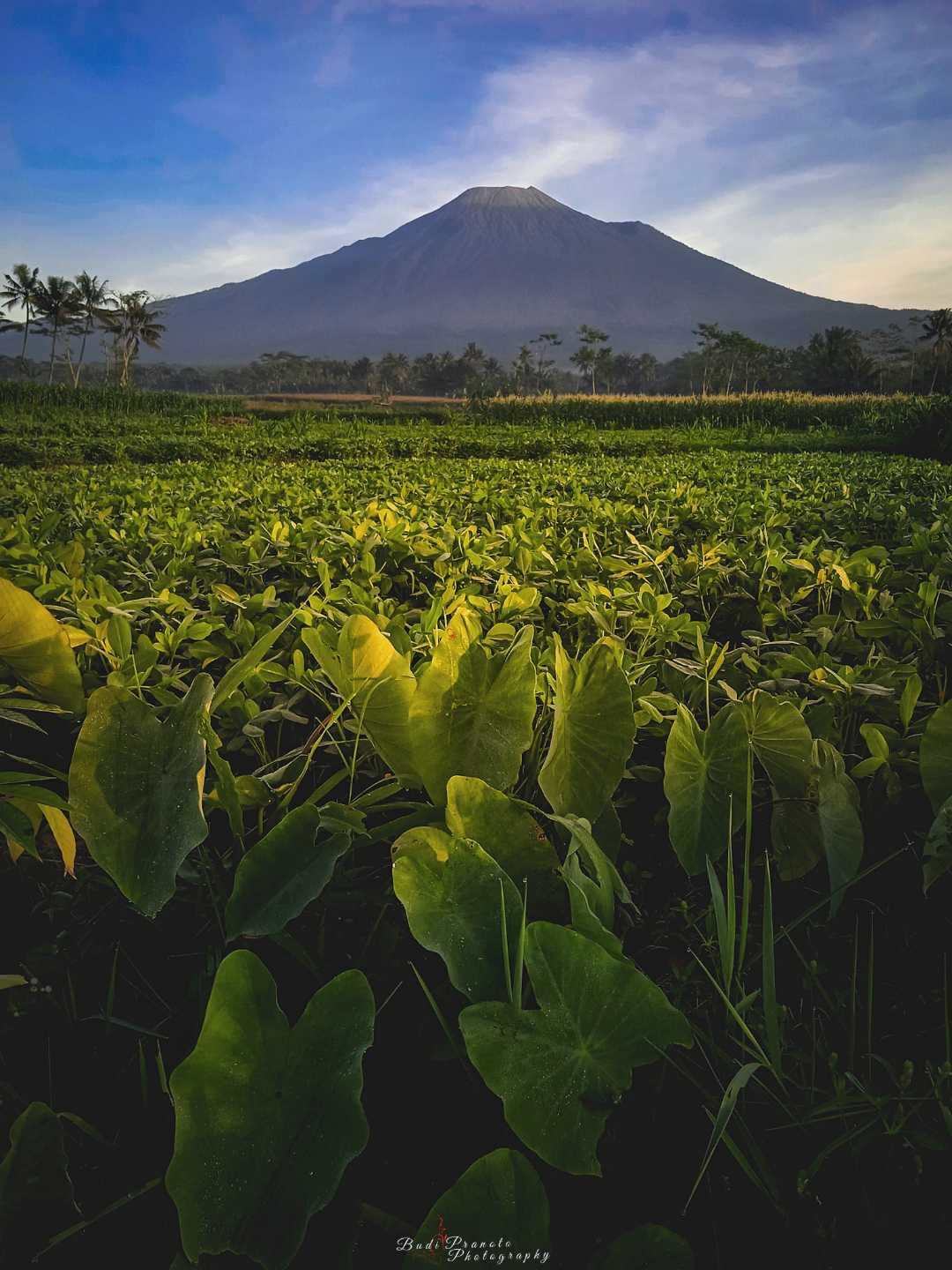 Landscape