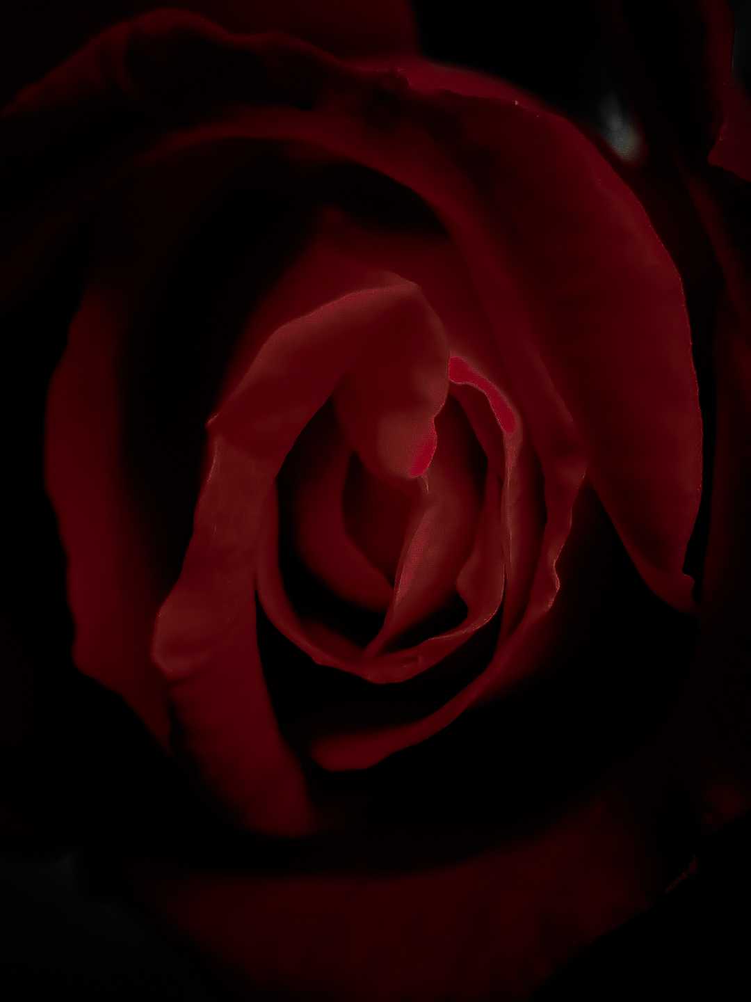 rose🌹
