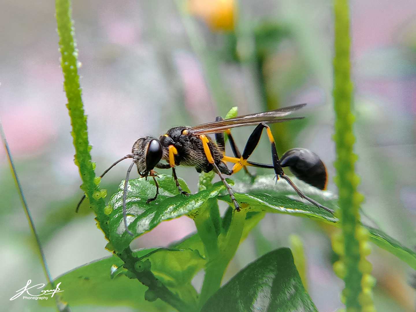 Sceliphron caementarium