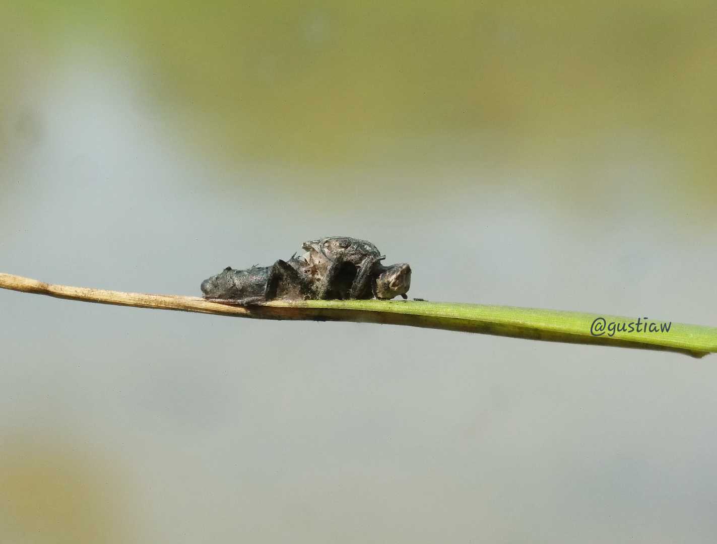 Mumi Lalat