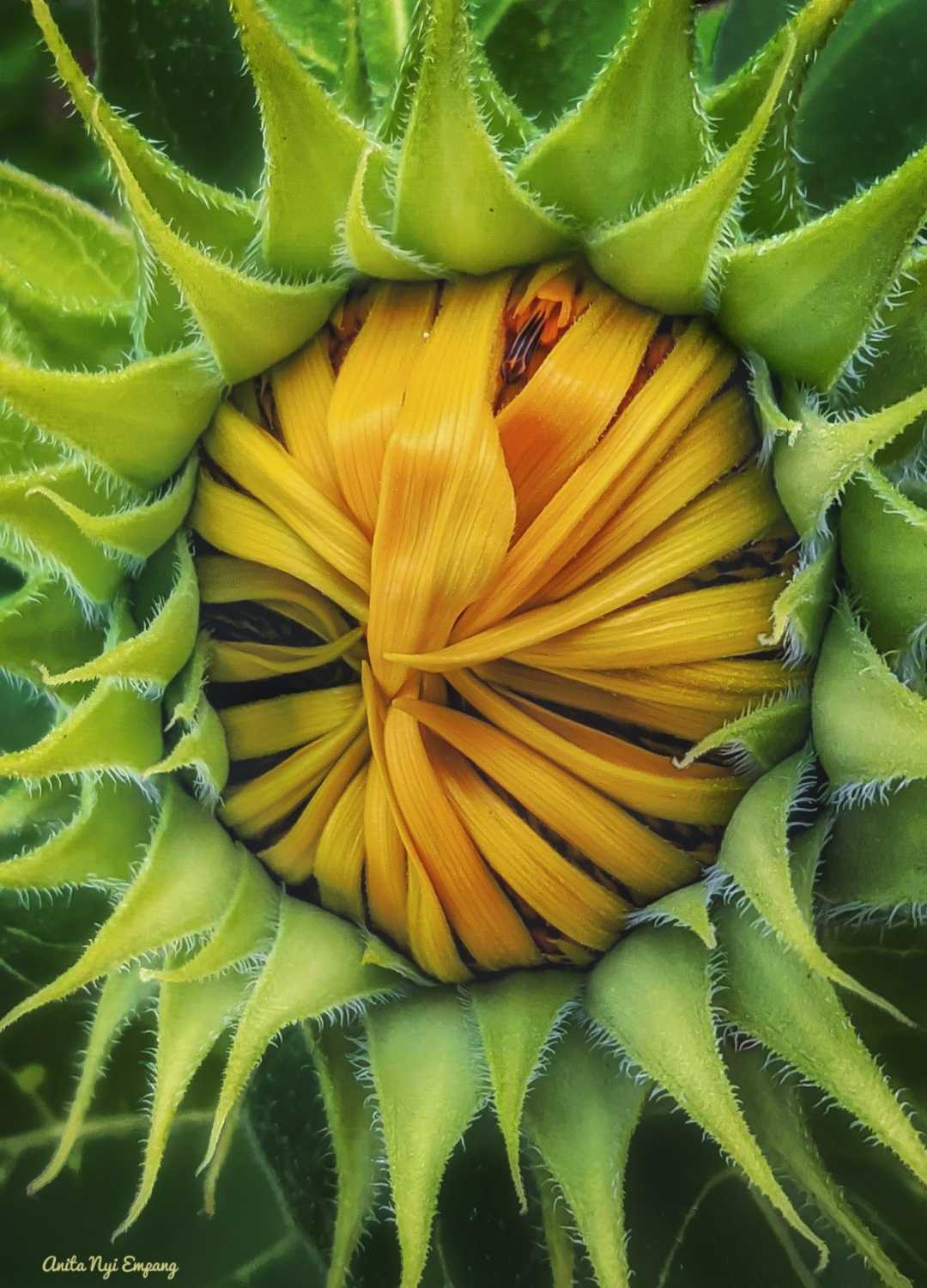 Bunga Kuning
