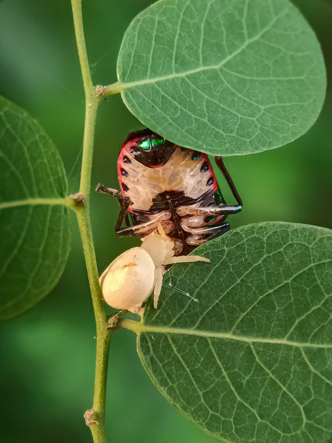 Mobile macro 