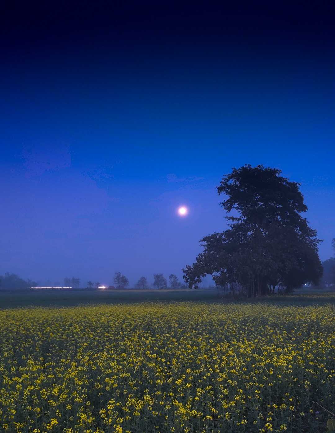 Moon and mustard field 🌼🌼
