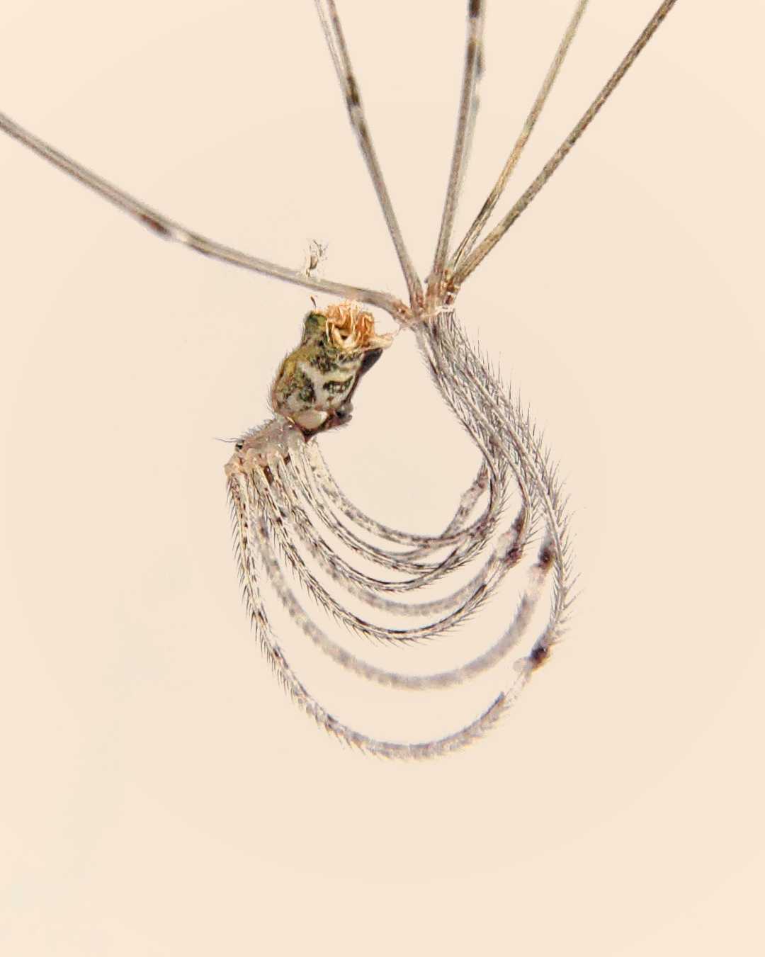 mobile macrophotography