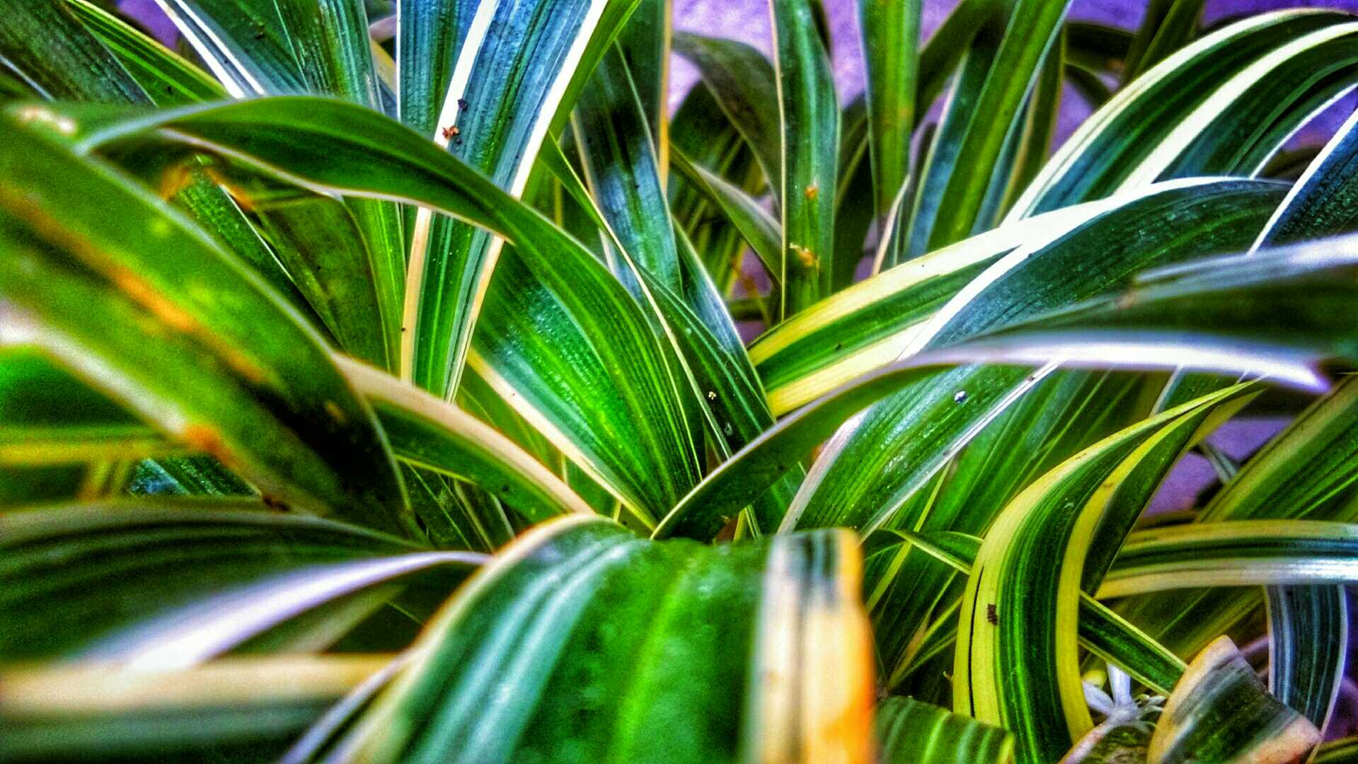 CHLOROPHYTUM LAXUM 