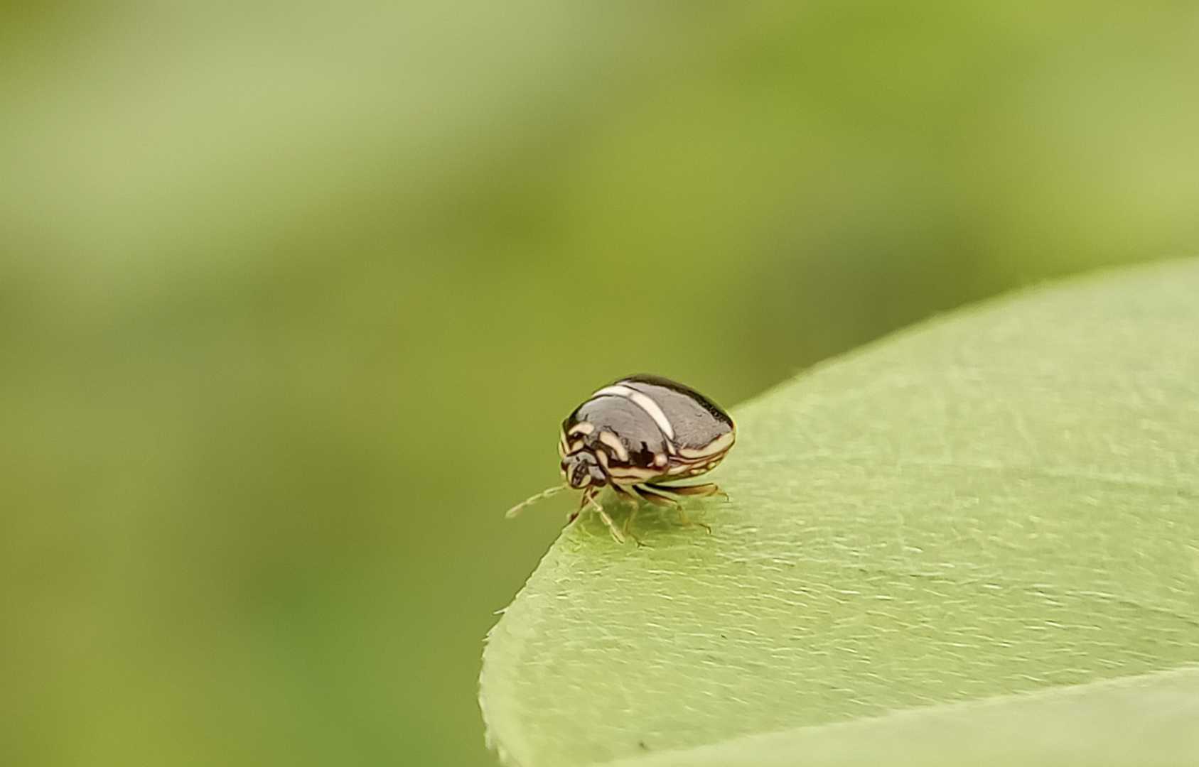 Plataspidae