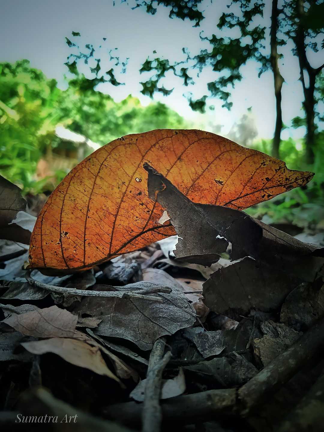 Dried leaves 