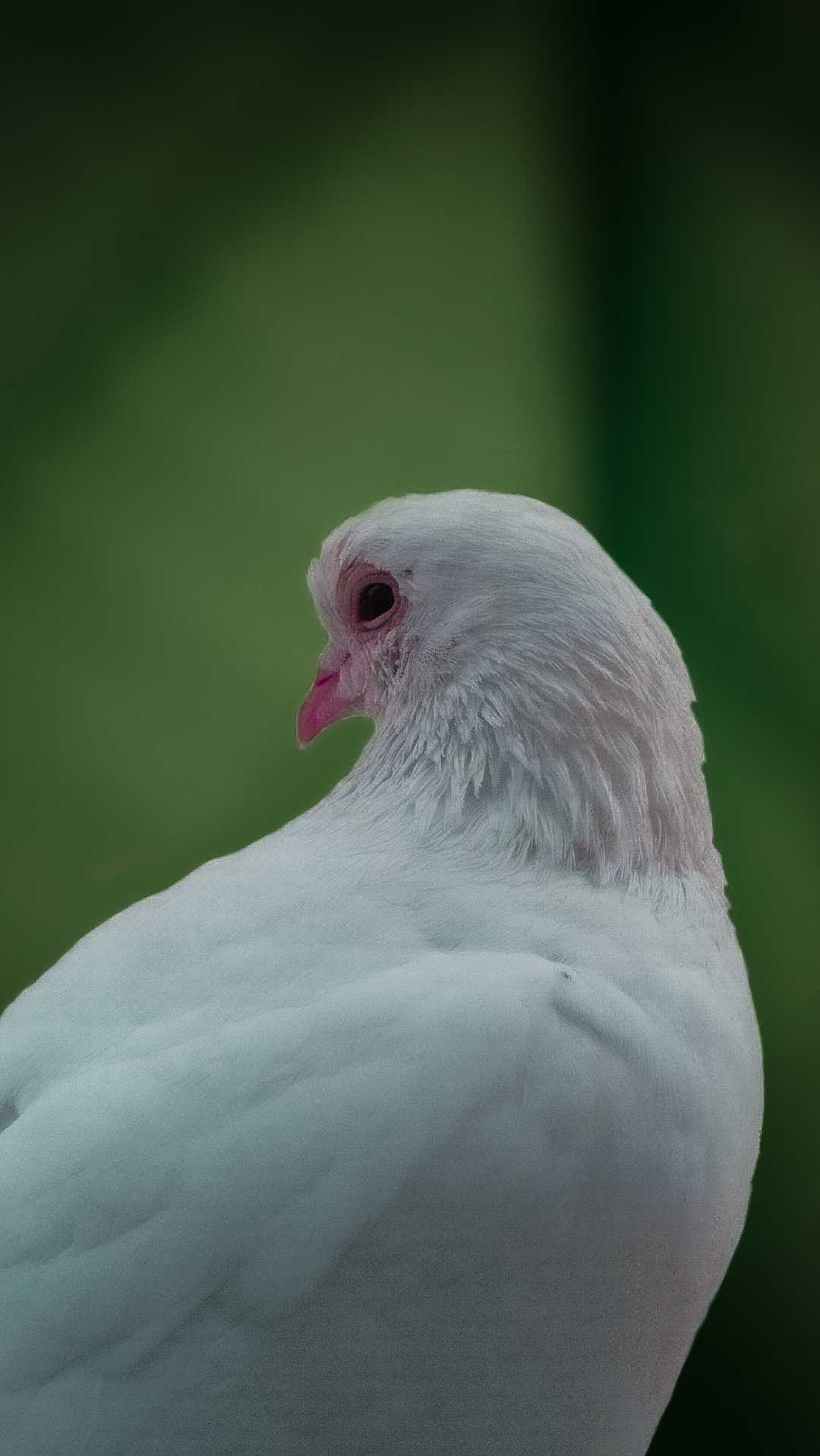 white pigeon