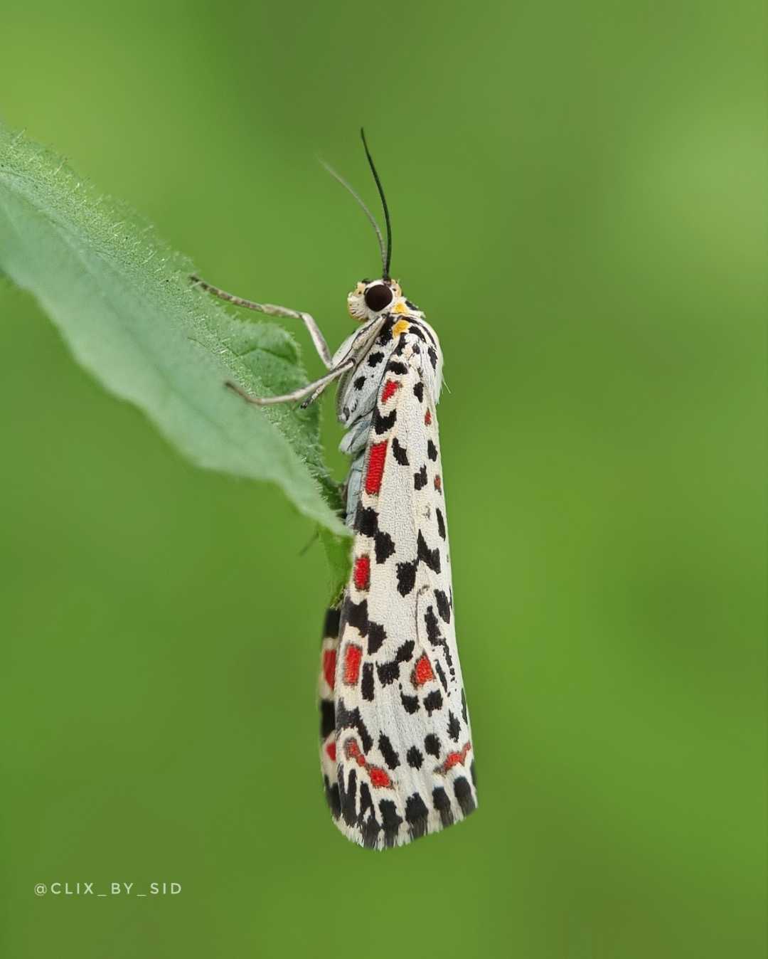 Crimson-speckled moth