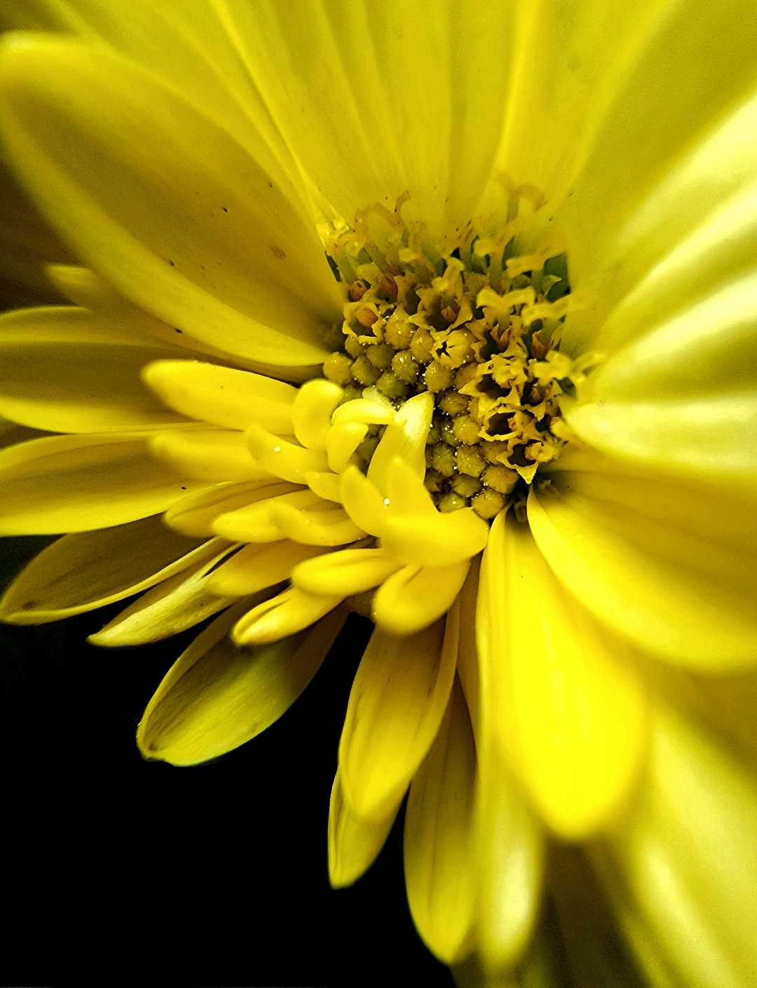 Flower closeup. 