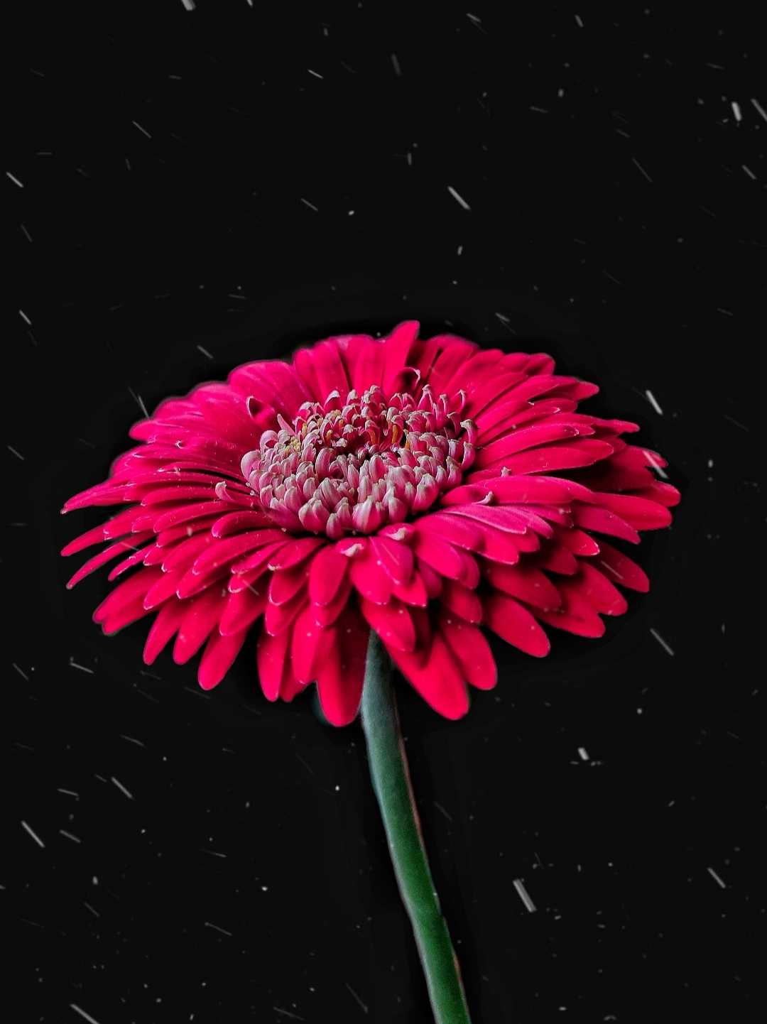 Transvaal Daisy🌼