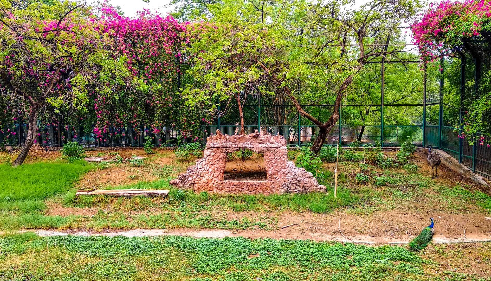 Nahargarh biological park